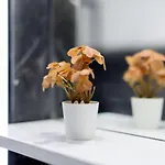 Modern 2br Center Bliss Antália